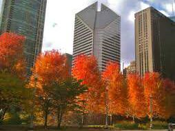 Chicago Fall